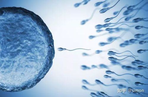 排卵期同房了为什么还是没怀孕？5大原因
