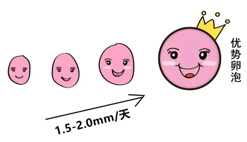 试管婴儿取卵一般几个最好?